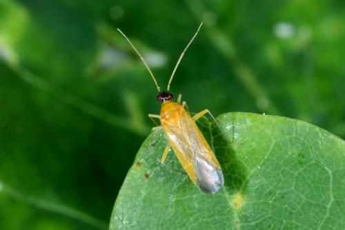 Réf. 302 558 : Phylus melanocephalus